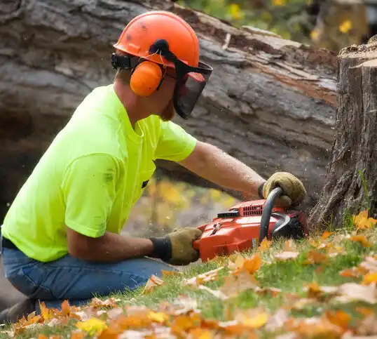 tree services Forestdale